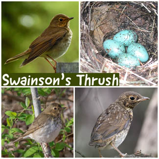Swainson's Thrush
